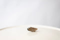 Smoky Quartz Crystal