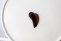 Tiger's Eye Freeform