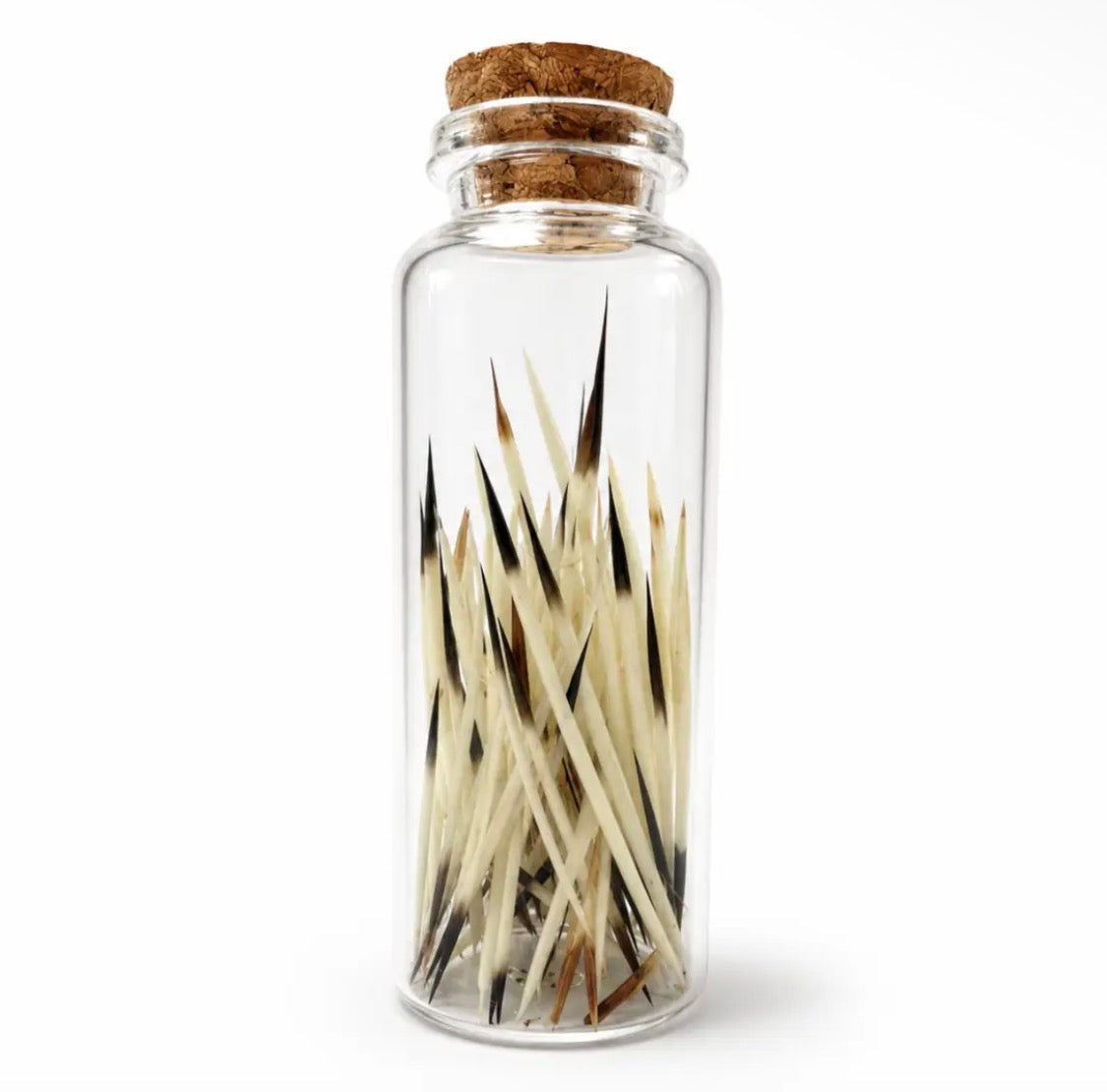 Porcupine Quills in Glass Jar