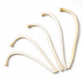 Raccoon Baculum (Penis Bone)