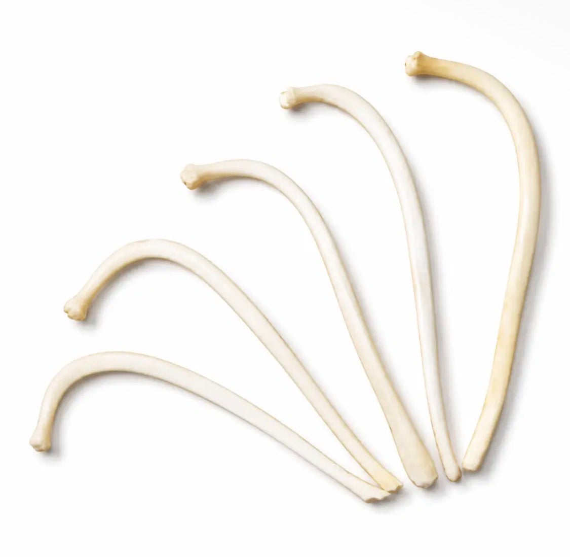 Raccoon Baculum (Penis Bone)