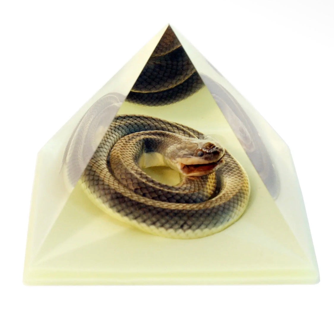 Glow-In-The-Dark Snake in Resin Pyramid