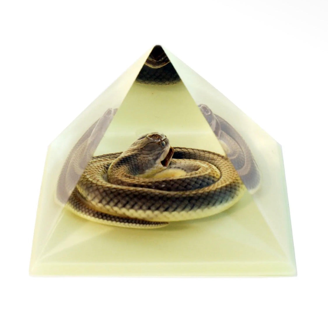 Glow-In-The-Dark Snake in Resin Pyramid