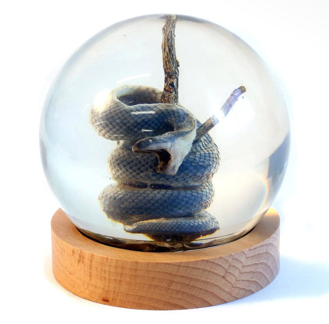 Snake in Resin Globe